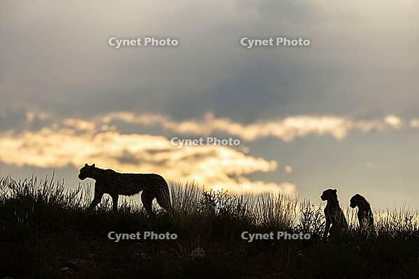 Cheetah (Acinonyx jubatus). Female with two cubs on a rocky ridge at dawn. Kalahari Desert, Kgalagadi Transfrontier Park, South Africa [IBR125204155]
