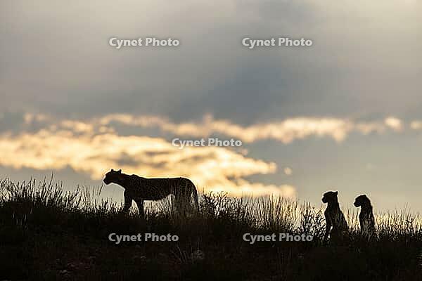 Cheetah (Acinonyx jubatus). Female with two cubs on a rocky ridge at dawn. Kalahari Desert, Kgalagadi Transfrontier Park, South Africa [IBR125204156]