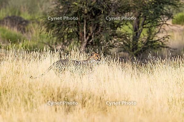 Cheetah (Acinonyx jubatus). Femal, walking. Kalahari Desert, Kgalagadi Transfrontier Park, South Africa [IBR125204158]