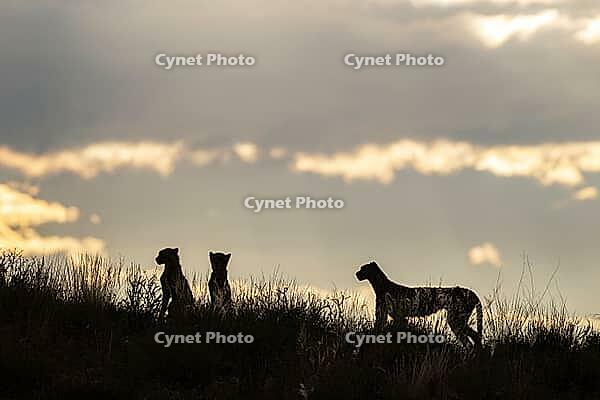 Cheetah (Acinonyx jubatus). Female with two cubs on a rocky ridge at dawn. Kalahari Desert, Kgalagadi Transfrontier Park, South Africa [IBR125204164]