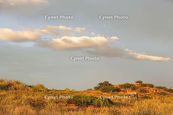 Gemsbok (Oryx gazella). In the early morning at a grass-grown sand dune. Kalahari Desert, Kgalagadi Transfrontier Park, South Africa [IBR125204165]