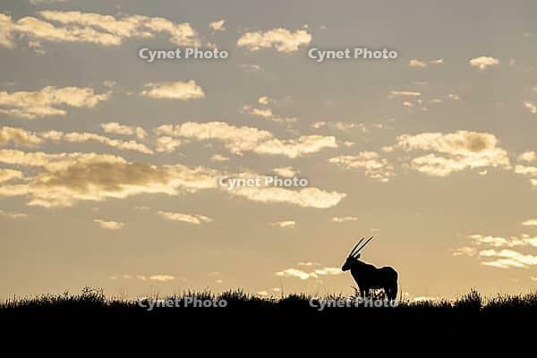 Gemsbok (Oryx gazella). At sunrise on a grass-grown sand dune. Kalahari Desert, Kgalagadi Transfrontier Park, South Africa [IBR125204170]