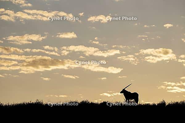 Gemsbok (Oryx gazella). At sunrise on a grass-grown sand dune. Kalahari Desert, Kgalagadi Transfrontier Park, South Africa [IBR125204174]