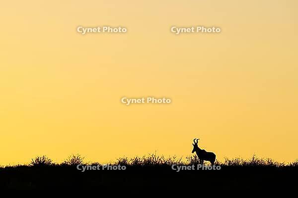 Red Hartebeest (Alcelaphus buselaphus caama). At sunrise on a grass-grown sand dune. Kalahari Desert, Kgalagadi Transfrontier Park, South Africa [IBR125204177]