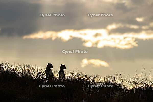 Cheetah (Acinonyx jubatus). Two cubs on a rocky ridge at sunrise. Kalahari Desert, Kgalagadi Transfrontier Park, South Africa [IBR125204179]