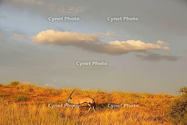 Gemsbok (Oryx gazella). In the early morning at a grass-grown sand dune. Kalahari Desert, Kgalagadi Transfrontier Park, South Africa [IBR125204180]
