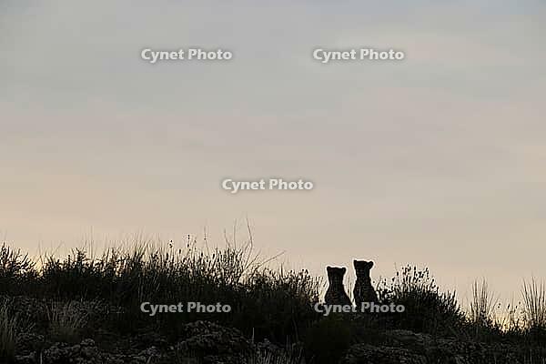 Cheetah (Acinonyx jubatus). Two cubs on a rocky ridge at dawn. Kalahari Desert, Kgalagadi Transfrontier Park, South Africa [IBR125204183]