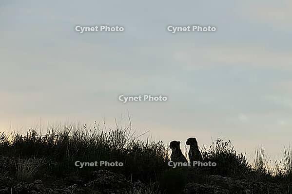 Cheetah (Acinonyx jubatus). Two cubs on a rocky ridge at dawn. Kalahari Desert, Kgalagadi Transfrontier Park, South Africa [IBR125204184]