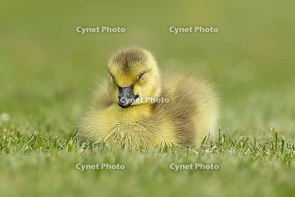 Canada goose (Branta canadensis) juvenile baby gosling bird sleeping on grass, England, United Kingdom [IBR125204186]