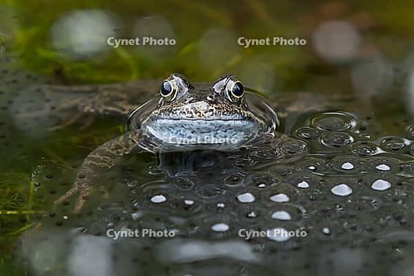 Common frog (Rana temporaria) adult amphibian amongst spawn eggs on the water surface of a garden pond in spring, England, United Kingdom [IBR125204188]