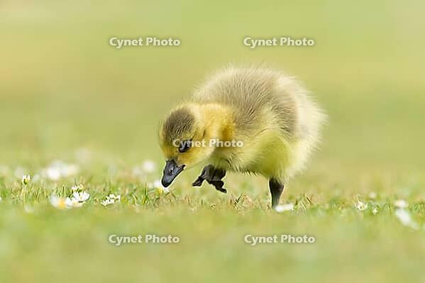 Canada goose (Branta canadensis) juvenile baby gosling bird walking on grass, England, United Kingdom [IBR125204189]