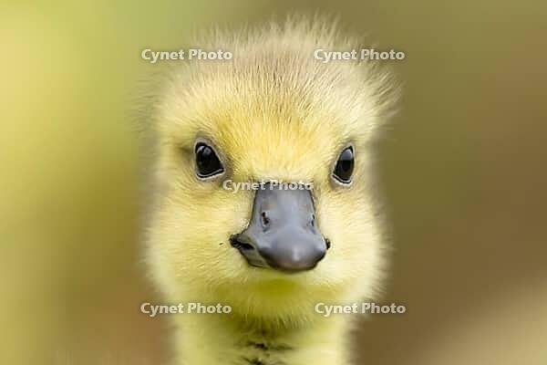 Canada goose (Branta canadensis) juvenile baby gosling bird head portrait, England, United Kingdom [IBR125204191]