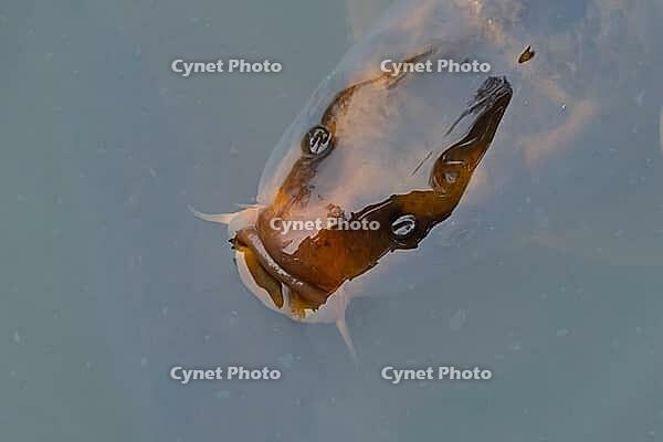 Common carp (Cyprinus carpio) adult fish on the water surface of a pond, England, United Kingdom [IBR125204193]