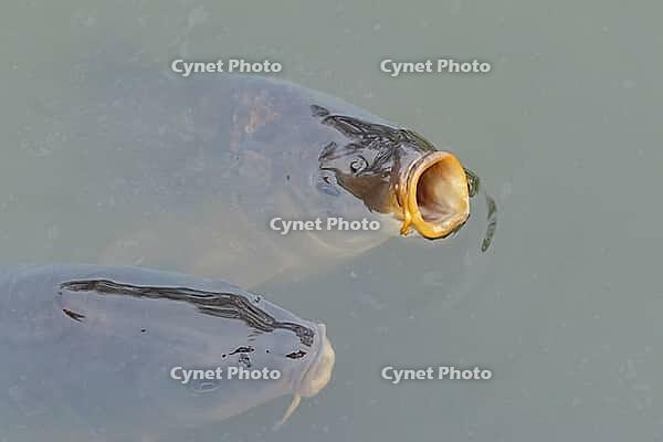 Common carp (Cyprinus carpio) two adult fish on the water surface of a pond, England, United Kingdom [IBR125204194]