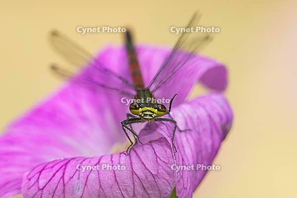 Large red damselfly (Pyrrhosoma nymphula) adult insect on a garden pink geranium flower in summer, England, United Kingdom [IBR125204195]