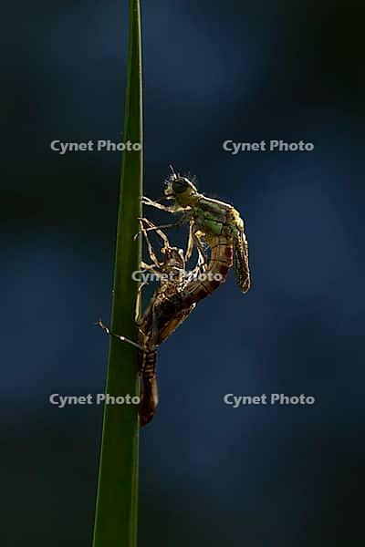 Large red damselfly (Pyrrhosoma nymphula) adult insect freshly emerged from its nymph casing on a reed stem in a garden pond, England, United Kingdom [IBR125204196]