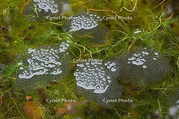Common frog (Rana temporaria) spawn eggs in a garden pond in spring, England, United Kingdom [IBR125204197]