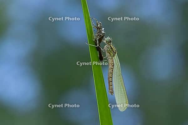 Large red damselfly (Pyrrhosoma nymphula) adult insect freshly emerged from its nymph casing on a reed stem in a garden pond, England, United Kingdom [IBR125204199]
