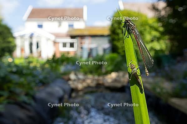 Large red damselfly (Pyrrhosoma nymphula) adult insect freshly emerged from its nymph casing on a reed stem in an urban garden pond, England, United Kingdom [IBR125204200]