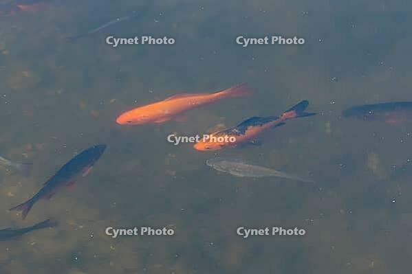 Goldfish (Carassius auratus) adult fish in a garden pond, England, United Kingdom [IBR125204201]
