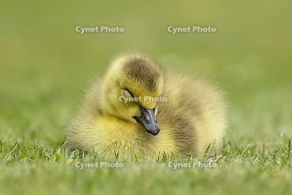 Canada goose (Branta canadensis) juvenile baby gosling bird sleeping on grass, England, United Kingdom [IBR125204202]
