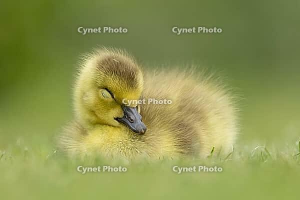 Canada goose (Branta canadensis) juvenile baby gosling bird sleeping on grass, England, United Kingdom [IBR125204203]
