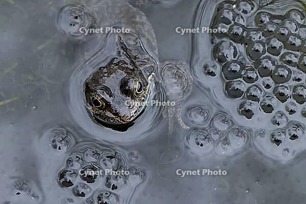 Common frog (Rana temporaria) adult amphibian amongst spawn eggs on the water surface of an urban garden pond in spring, England, United Kingdom [IBR125204205]
