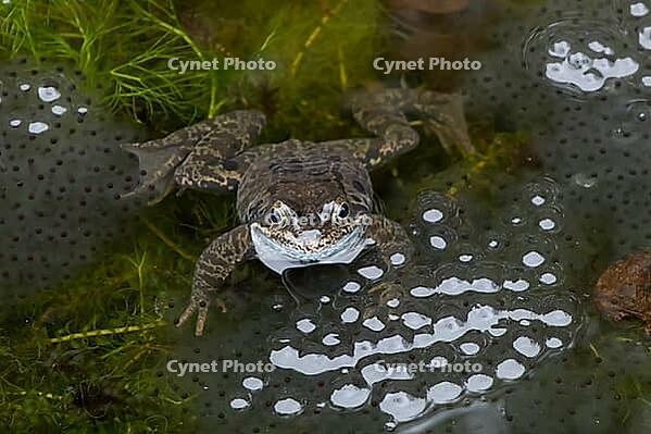 Common frog (Rana temporaria) adult amphibian amongst spawn eggs on the water surface of a garden pond in spring, England, United Kingdom [IBR125204206]