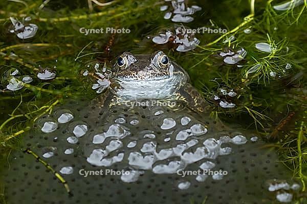 Common frog (Rana temporaria) adult amphibian amongst spawn eggs on the water surface of a garden pond in spring, England, United Kingdom [IBR125204207]