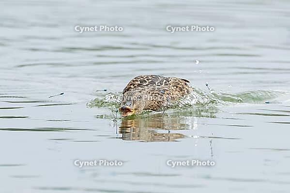 Mallard duck (Anas platyrhynchos) adult female bird catching damselflies for food on the water surface of a lake in summer, England, United Kingdom [IBR125204208]