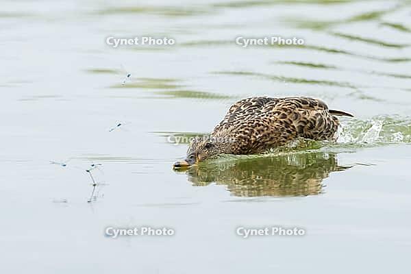 Mallard duck (Anas platyrhynchos) adult female bird catching damselflies for food on the water surface of a lake in summer, England, United Kingdom [IBR125204209]