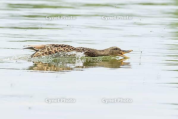 Mallard duck (Anas platyrhynchos) adult female bird catching damselflies for food on the water surface of a lake in summer, England, United Kingdom [IBR125204210]