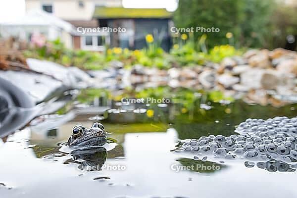 Common frog (Rana temporaria) adult amphibian amongst spawn eggs on the water surface of an urban garden pond in spring, England, United Kingdom [IBR125204211]