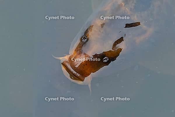 Common carp (Cyprinus carpio) adult fish on the water surface of a pond, England, United Kingdom [IBR125204212]
