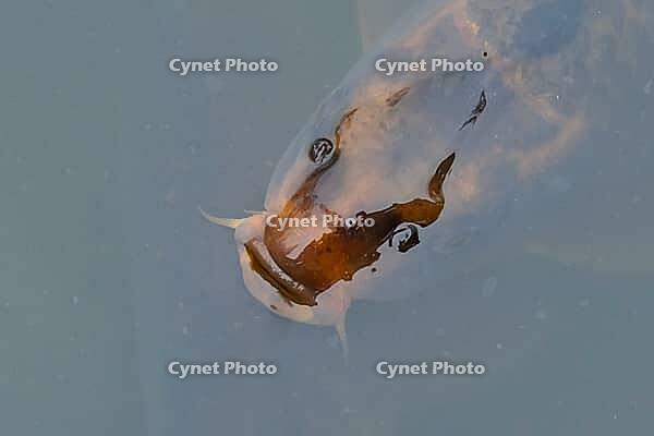 Common carp (Cyprinus carpio) adult fish on the water surface of a pond, England, United Kingdom [IBR125204213]