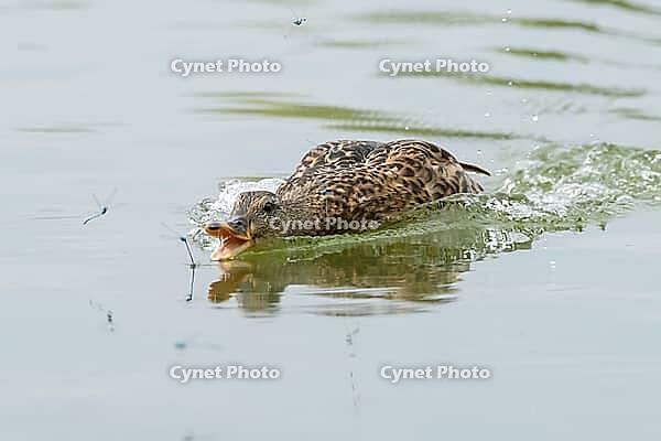 Mallard duck (Anas platyrhynchos) adult female bird catching damselflies for food on the water surface of a lake in summer, England, United Kingdom [IBR125204214]