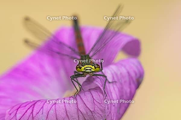 Large red damselfly (Pyrrhosoma nymphula) adult insect on a garden pink geranium flower in summer, England, United Kingdom [IBR125204215]