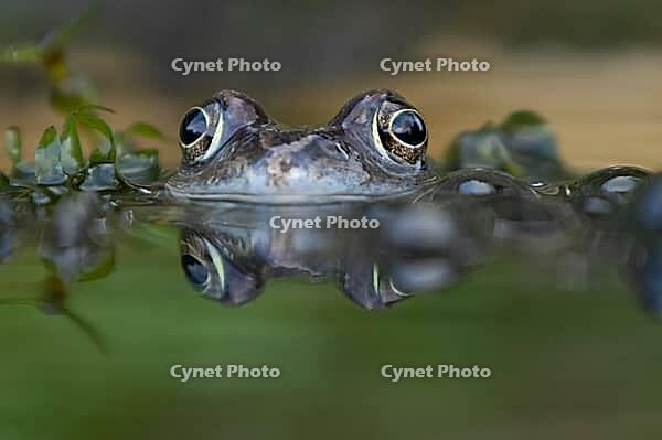 Common frog (Rana temporaria) adult amphibian amongst spawn eggs on the water surface of a garden pond in spring, England, United Kingdom [IBR125204217]