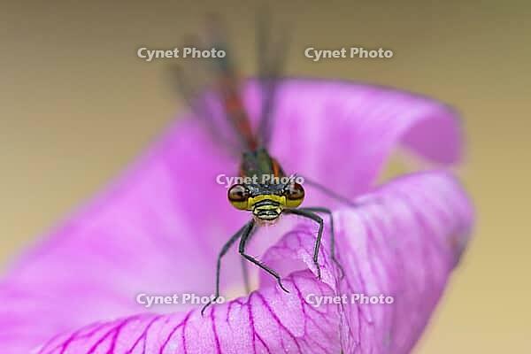 Large red damselfly (Pyrrhosoma nymphula) adult insect on a garden pink geranium flower in summer, England, United Kingdom [IBR125204218]