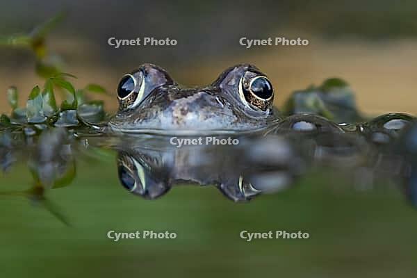 Common frog (Rana temporaria) adult amphibian amongst spawn eggs on the water surface of a garden pond in spring, England, United Kingdom [IBR125204219]