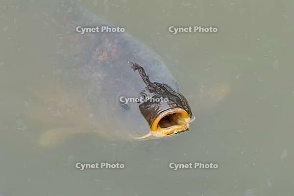 Common carp (Cyprinus carpio) adult fish on the water surface of a pond, England, United Kingdom [IBR125204220]