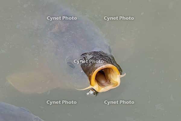Common carp (Cyprinus carpio) adult fish on the water surface of a pond, England, United Kingdom [IBR125204221]