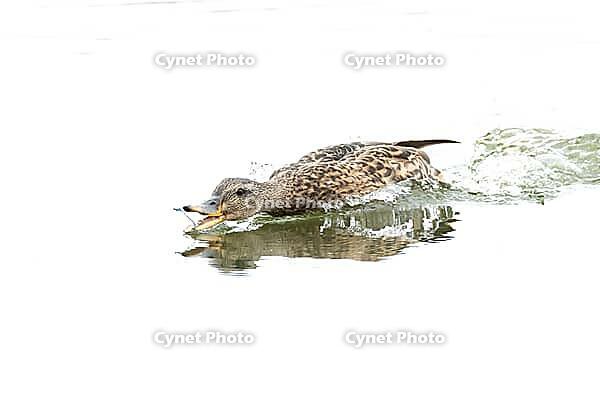 Mallard duck (Anas platyrhynchos) adult female bird catching damselflies for food on the water surface of a lake in summer, England, United Kingdom [IBR125204222]