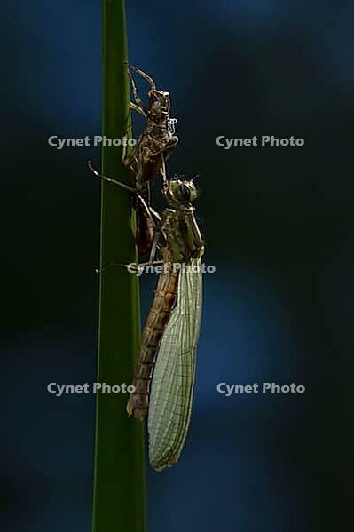 Large red damselfly (Pyrrhosoma nymphula) adult insect freshly emerged from its nymph casing on a reed stem in a garden pond, England, United Kingdom [IBR125204223]