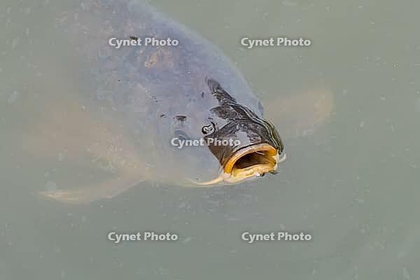 Common carp (Cyprinus carpio) adult fish on the water surface of a pond, England, United Kingdom [IBR125204224]