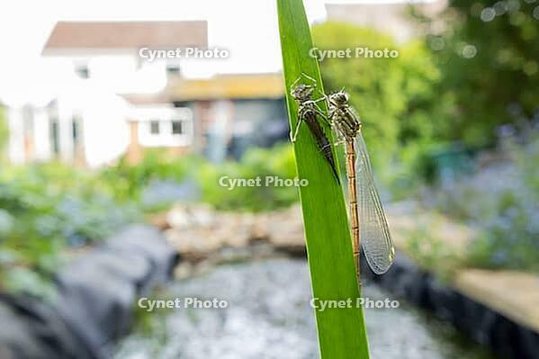 Large red damselfly (Pyrrhosoma nymphula) adult insect freshly emerged from its nymph casing on a reed stem in an urban garden pond, England, United Kingdom [IBR125204225]
