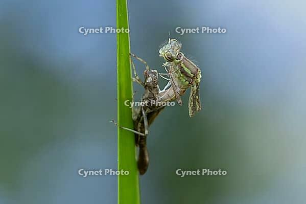 Large red damselfly (Pyrrhosoma nymphula) adult insect freshly emerged from its nymph casing on a reed stem in a garden pond, England, United Kingdom [IBR125204226]