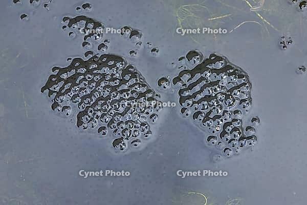 Common frog (Rana temporaria) spawn eggs in a garden pond in spring, England, United Kingdom [IBR125204227]
