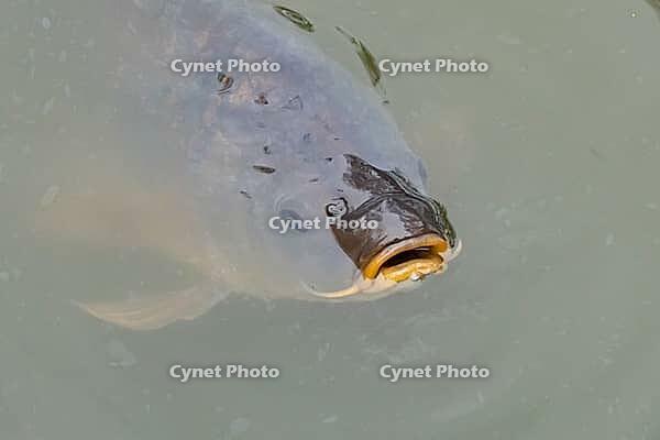 Common carp (Cyprinus carpio) adult fish on the water surface of a pond, England, United Kingdom [IBR125204228]