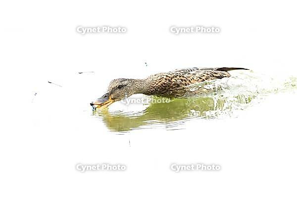 Mallard duck (Anas platyrhynchos) adult female bird catching damselflies for food on the water surface of a lake in summer, England, United Kingdom [IBR125204229]